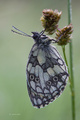 Melanargia gal…