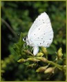 bijeli leptir