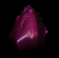 tulipan