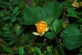 Cloudberry