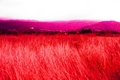 Dan zariven u …