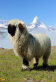 Blacknose sheep