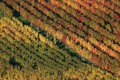Jesen u vinogr…