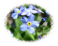 plavi cvijetić