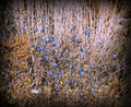 blue flowers