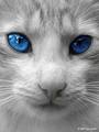 blue eyes cat
