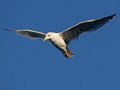 galeb4