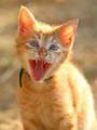 Tigar s proble…