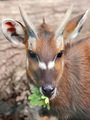 sitatunga