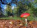 Amanita muscar…