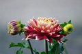 Dahlia u cvatu