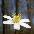 Šumarica