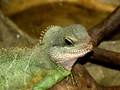 Iguana