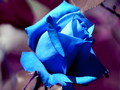 Plava ruža