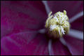 Clematis