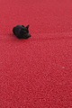 Red Carpet