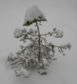 snowy tree