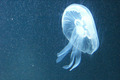 Meduza