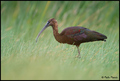 Blistavi ibis-…