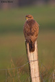 Škanjac-Buteo …