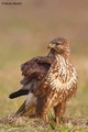 Škanjac-Buteo …