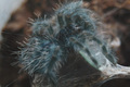 Avicularia Ver…