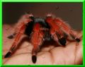 Brachypelma bo…