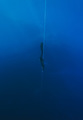 the big blue