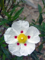 cvijet 2
