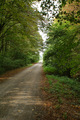 forest road