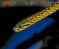 žuta anakonda