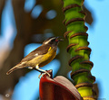 Bananaquit