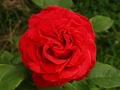 Ruža svih ruža…