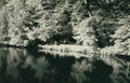 Maksimir