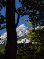 tree and hills…