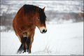 konj u snijegu