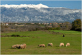 Velebit, ovce …