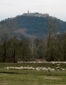 Motovun i ovce