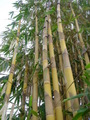 Bamboo tree