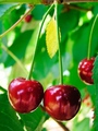 cherry