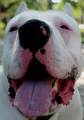 dogo argentino