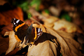 autumn sunbath…