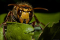 Angry hornet