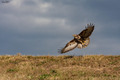 Buteo buteo