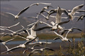 Hunting gulls