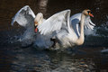 Mute swan fight