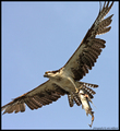 Osprey hunting