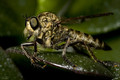 Robber fly