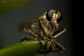 Robber fly 2