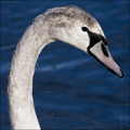 Swan beauty